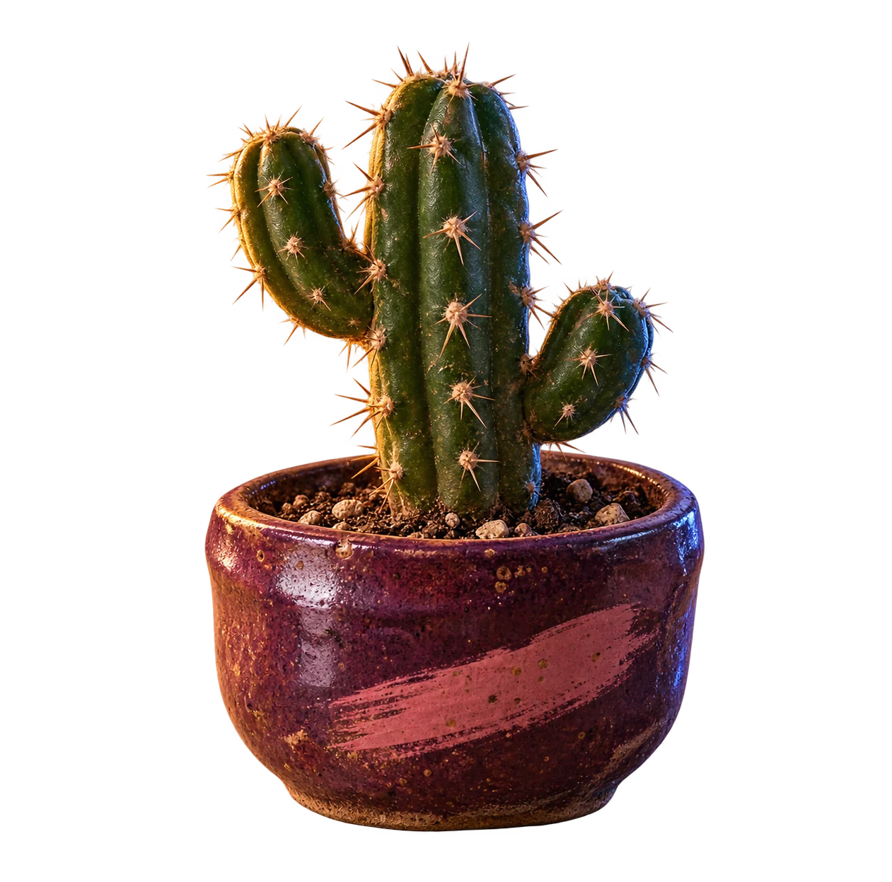 A tiny cactus in a plum ceramic pot